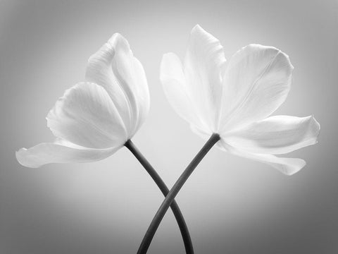 Two Tulip flowers crossed, FTBR-1821 Black Ornate Wood Framed Art Print with Double Matting by Frank, Assaf