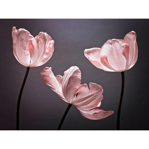 Three Tulips, FTBR-1823 White Modern Wood Framed Art Print by Frank, Assaf