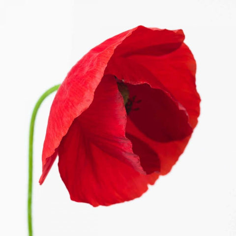 Poppy flower Black Modern Wood Framed Art Print with Double Matting by Frank, Assaf