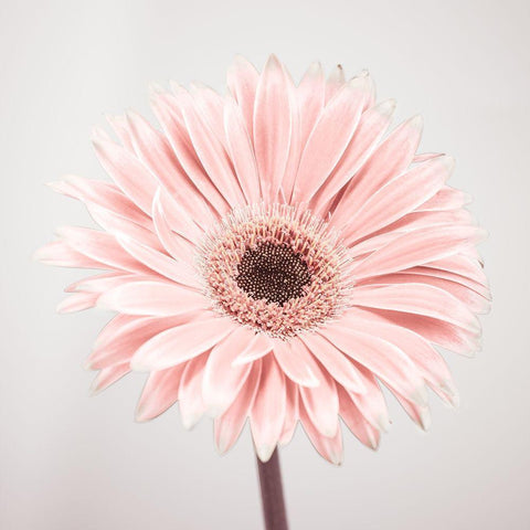 Gerbera Flower - FTBR-1926 Black Modern Wood Framed Art Print by Frank, Assaf