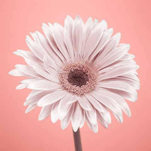 Gerbera Flower - FTBR-1928 Black Modern Wood Framed Art Print with Double Matting by Frank, Assaf