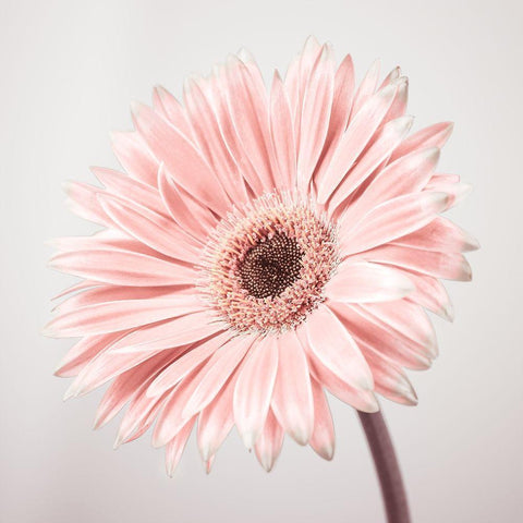 Gerbera Flower - FTBR-1927 Gold Ornate Wood Framed Art Print with Double Matting by Frank, Assaf