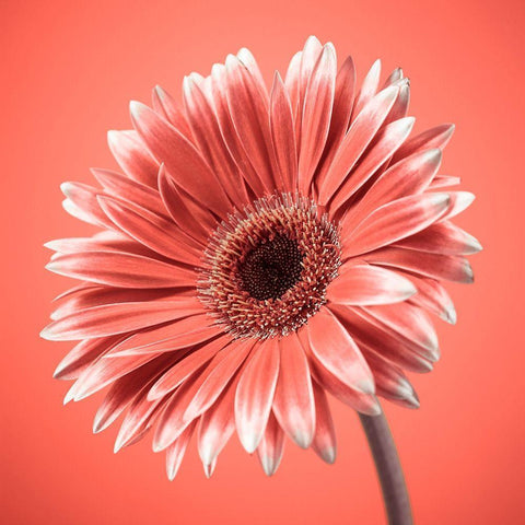 Gerbera Flower - FTBR-1931 Gold Ornate Wood Framed Art Print with Double Matting by Frank, Assaf