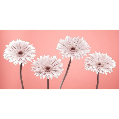 Four Gerberas, FTBR-1884 White Modern Wood Framed Art Print by Frank, Assaf