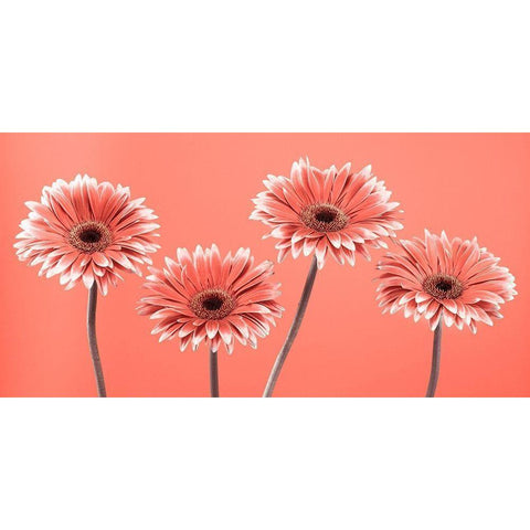 Four Gerberas - FTBR-1932 White Modern Wood Framed Art Print by Frank, Assaf