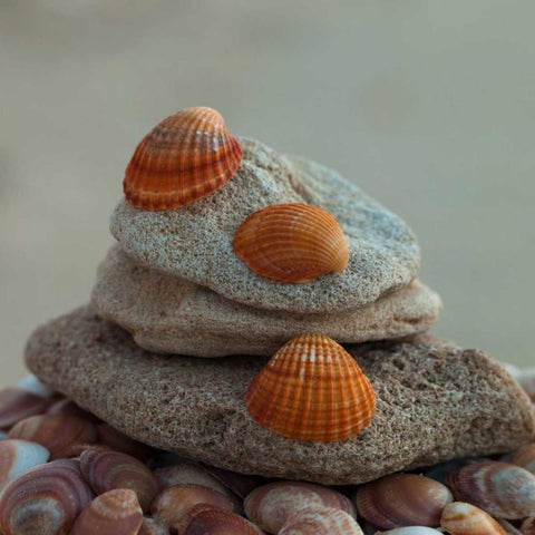 Sea shells on pebbles Black Modern Wood Framed Art Print with Double Matting by Frank, Assaf