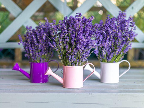Watering cans with Lavender flowers White Modern Wood Framed Art Print with Double Matting by Frank, Assaf