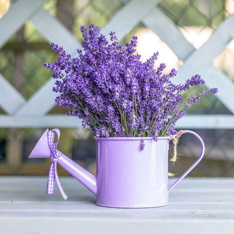 Watering can with Lavender flowers White Modern Wood Framed Art Print by Frank, Assaf