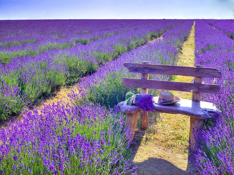 Bench in Lavender field White Modern Wood Framed Art Print with Double Matting by Frank, Assaf