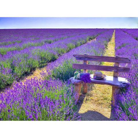 Bench in Lavender field White Modern Wood Framed Art Print by Frank, Assaf