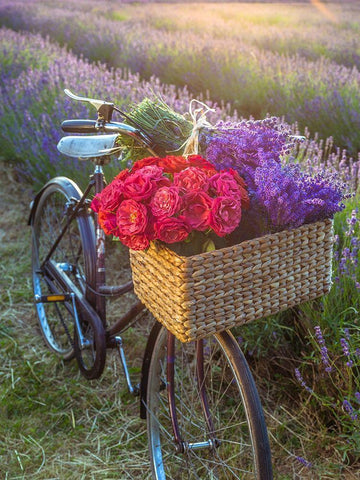 Basket of flowers on a bicycle Black Ornate Wood Framed Art Print with Double Matting by Frank, Assaf