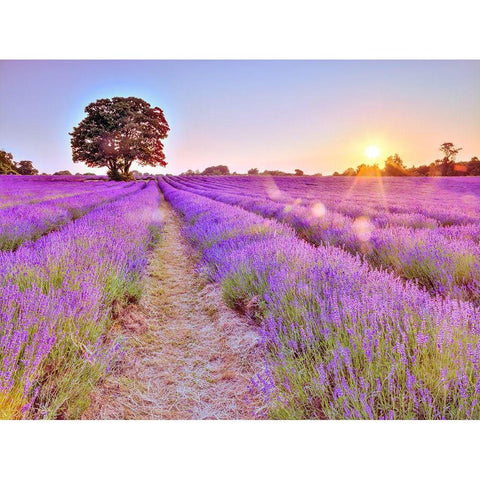 Lavender field at sunset Gold Ornate Wood Framed Art Print with Double Matting by Frank, Assaf