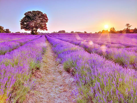 Lavender field at sunset White Modern Wood Framed Art Print with Double Matting by Frank, Assaf