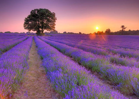Lavender field at sunset Black Ornate Wood Framed Art Print with Double Matting by Frank, Assaf