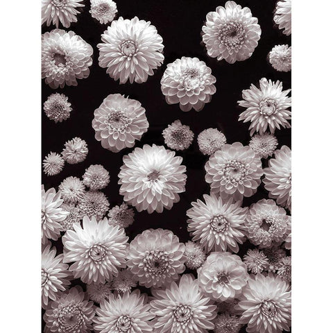 Dahlia Flowers Black Modern Wood Framed Art Print by Frank, Assaf