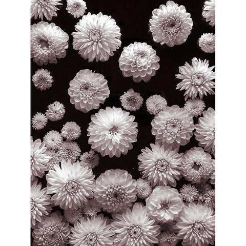 Dahlia Flowers-Full Frame Black Modern Wood Framed Art Print by Frank, Assaf
