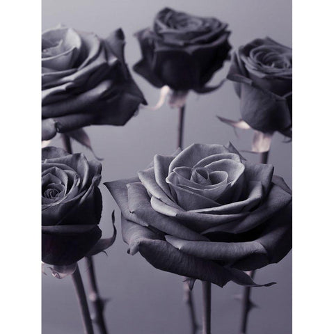 Close-up of Roses on colored background Black Modern Wood Framed Art Print by Frank, Assaf
