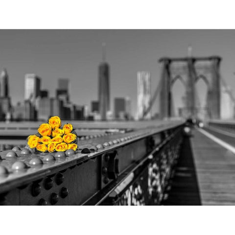 Bunch of roses on Brooklyn Bridge, New York White Modern Wood Framed Art Print by Frank, Assaf