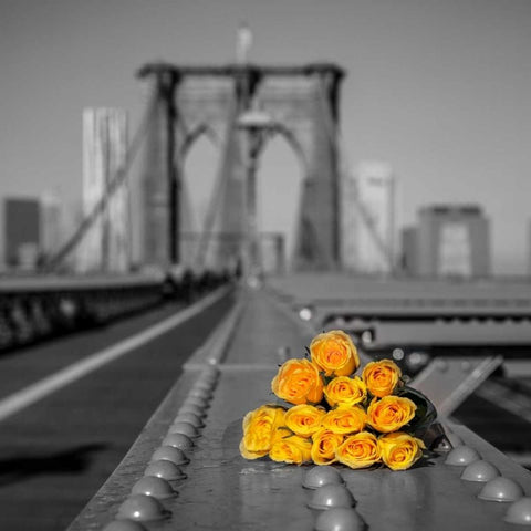 Bunch of roses on Brooklyn Bridge, New York Black Modern Wood Framed Art Print with Double Matting by Frank, Assaf