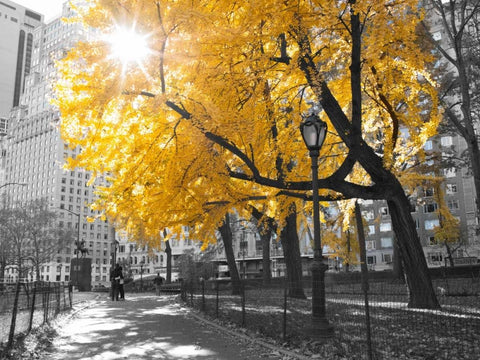 Pathway through Central park, New York City Black Ornate Wood Framed Art Print with Double Matting by Frank, Assaf
