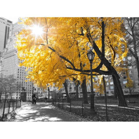 Pathway through Central park, New York City Black Modern Wood Framed Art Print with Double Matting by Frank, Assaf