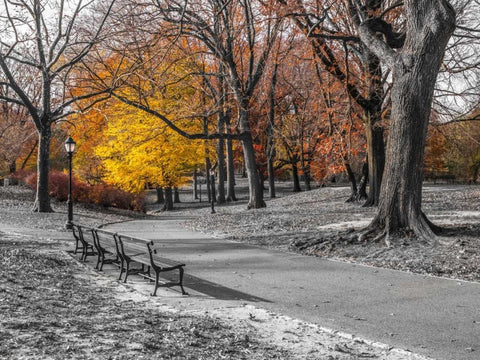 Pathway through Central Park, New York White Modern Wood Framed Art Print with Double Matting by Frank, Assaf