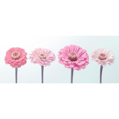 Four Zinnias in a row, FTBR-1898 Gold Ornate Wood Framed Art Print with Double Matting by Frank, Assaf