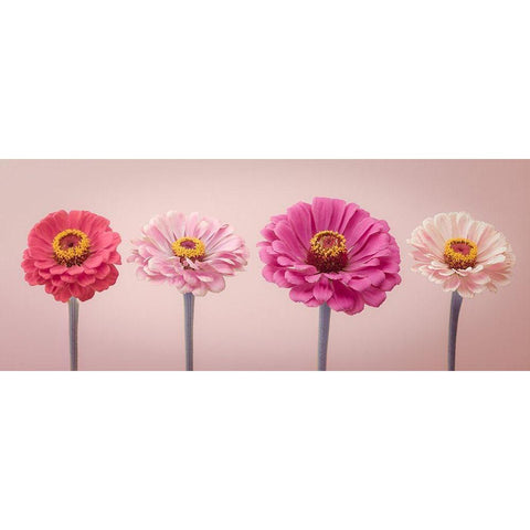 Four Zinnias in a row, FTBR-1899 White Modern Wood Framed Art Print by Frank, Assaf