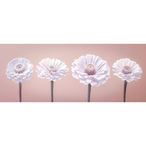 Four Zinnias in a row, FTBR-1900 Gold Ornate Wood Framed Art Print with Double Matting by Frank, Assaf