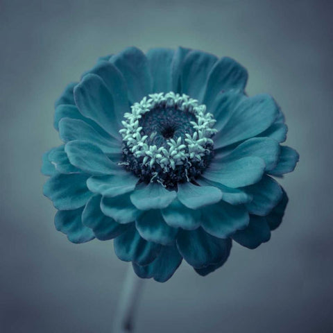 Fresh Zinnia flower White Modern Wood Framed Art Print by Frank, Assaf