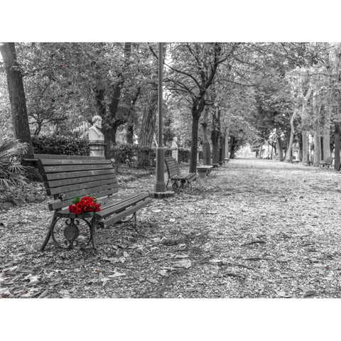 Bunch of roses on a park bench in Rome, Italy Black Modern Wood Framed Art Print by Frank, Assaf