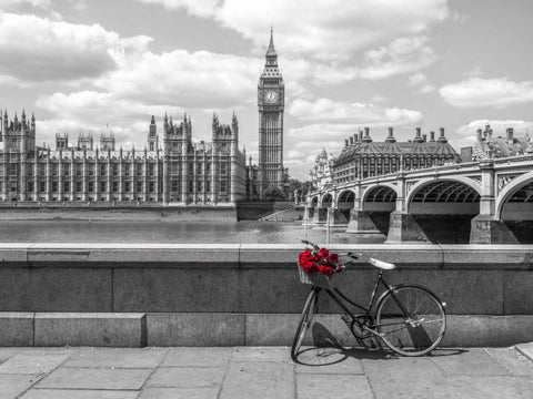 Bunch of Roses on a bicycle agaisnt Westminster Abby, London, UK White Modern Wood Framed Art Print with Double Matting by Frank, Assaf