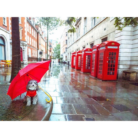 Dog with umbrella on London city street Black Modern Wood Framed Art Print with Double Matting by Frank, Assaf