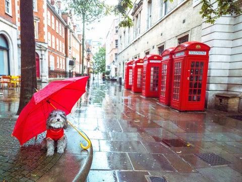 Dog with umbrella on London city street Black Ornate Wood Framed Art Print with Double Matting by Frank, Assaf