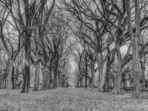 Rows of trees in Central park, New York White Modern Wood Framed Art Print with Double Matting by Frank, Assaf