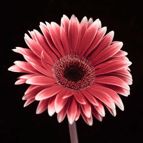 AF20120911 Gerbera 015C23 Black Ornate Wood Framed Art Print with Double Matting by Frank, Assaf