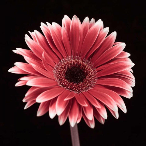AF20120911 Gerbera 015C23 White Modern Wood Framed Art Print by Frank, Assaf