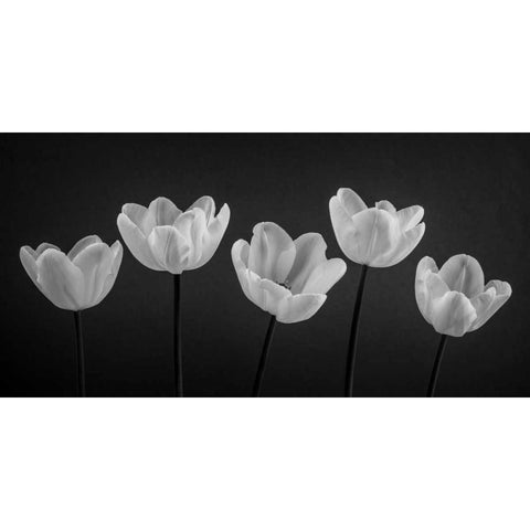 Five Tulips in a row White Modern Wood Framed Art Print by Frank, Assaf