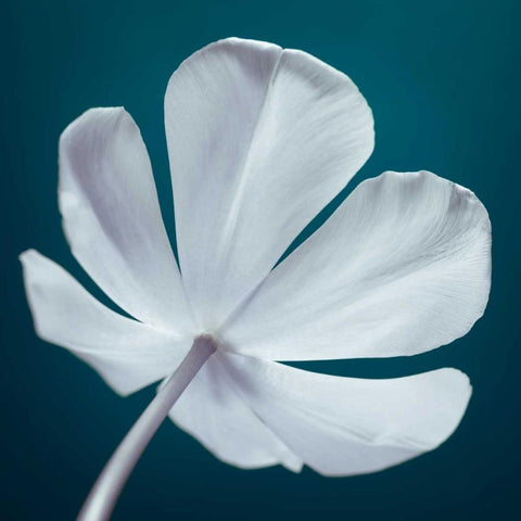Tulip flower, close-up White Modern Wood Framed Art Print with Double Matting by Frank, Assaf