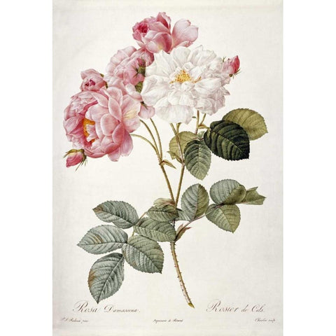 Damask Rose White Modern Wood Framed Art Print by Redoute, Pierre Joseph