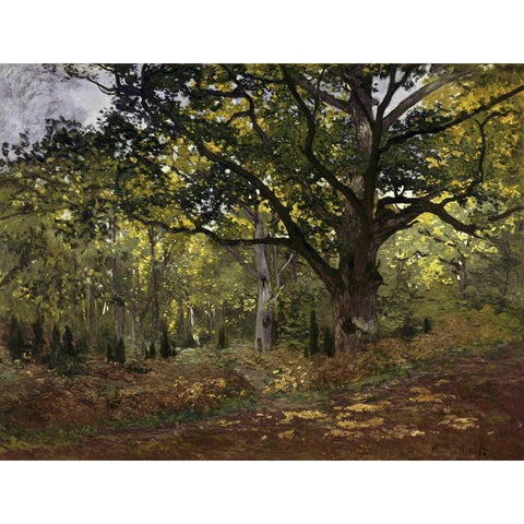 Bodmer Oak, Fontainebleau Forest, 1865 White Modern Wood Framed Art Print by Monet, Claude
