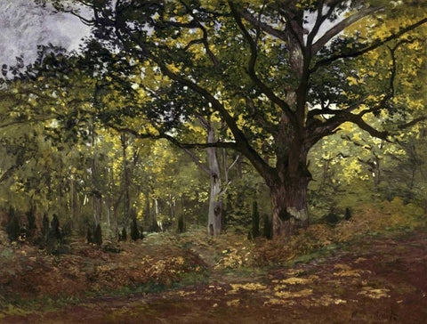 Bodmer Oak, Fontainebleau Forest, 1865 White Modern Wood Framed Art Print with Double Matting by Monet, Claude
