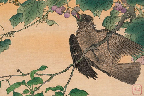 Bird Eating a Grape White Modern Wood Framed Art Print with Double Matting by Kesai, Kuwagata