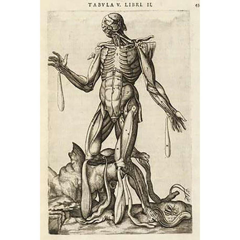 Male figure with muscles and skeleton Black Modern Wood Framed Art Print by Versalius, Andreas