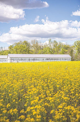 Field of Yellow I White Modern Wood Framed Art Print with Double Matting by Quillen, Donnie