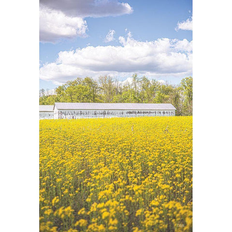 Field of Yellow I Gold Ornate Wood Framed Art Print with Double Matting by Quillen, Donnie