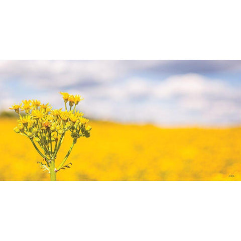 Field of Yellow II Gold Ornate Wood Framed Art Print with Double Matting by Quillen, Donnie