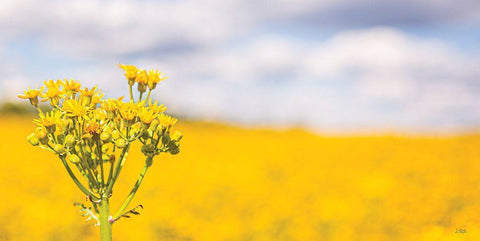 Field of Yellow II White Modern Wood Framed Art Print with Double Matting by Quillen, Donnie