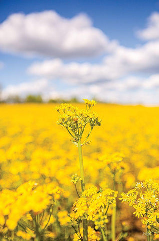 Field of Yellow III Black Ornate Wood Framed Art Print with Double Matting by Quillen, Donnie