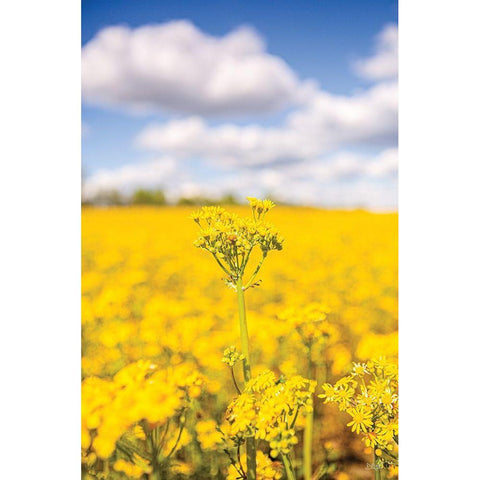 Field of Yellow III Gold Ornate Wood Framed Art Print with Double Matting by Quillen, Donnie